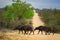 African Buffalo crossing a hilly dirt road surrounded by beautiful green acacia bushes and trees