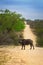 African Buffalo crossing a hilly dirt road surrounded by beautiful green acacia bushes and trees