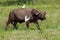 African buffalo with egrets