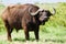 African buffalo grazing at Lake Nakuru National Park