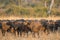 African Buffalo herd