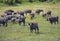 African Buffalo herd grazing