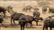African buffalo herd - Kruger National Park