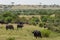 African buffalo herds grazing scanted