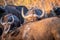 African buffalo hiding behind another buffalo