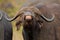 African buffalo, Kruger Park, South Afric