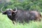 African Buffalo in Long Grass