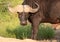 African Buffalo looking angry / hangry / hungry. Photographed at Kruger National Park in South Africa.