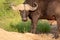 African Buffalo looking angry / hangry / hungry. Photographed at Kruger National Park in South Africa.