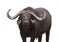 African buffalo looking forward in camera