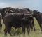 African Buffalo looking surprised at oxpecker