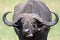 African buffalo, Maasai Mara Game Reserve, Kenya