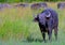 African buffalo, Maasai Mara Game Reserve, Kenya