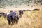 African Buffalo in Masai Mara National Park, Kenya. Safari in Africa