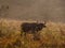 African buffalo in Masai Mara park, Kenya