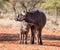 African Buffalo Mother And Calf