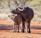 African Buffalo Mother And Calf