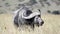 African buffalo with muddy horns grazes in the savannah