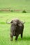 African buffalo, Ngorongoro Crater, Tanzania