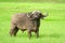 African buffalo, Ngorongoro Crater, Tanzania
