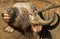 African Buffalo with open mouth