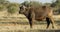 African buffalo with oxpecker bird