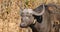 African buffalo with oxpecker bird