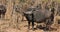 African buffalo with oxpecker birds