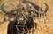 African Buffalo with Oxpeckers