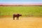 African buffalo pasturing alone at Kenyan savannah