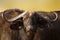 African buffalo portrait