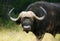 African buffalo portrait