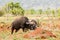 African buffalo portrait with birds