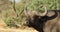 African buffalo portrait - Mokala National Park