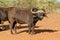 African buffalo - South Africa