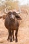 African Buffalo standing facing camera