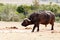 African Buffalo stopping and smelling the air