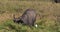 African Buffalo, syncerus caffer, Adult with Cattle Egret, Bubulcus ibis, Nairobi Park in Kenya, Real Time