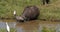 African Buffalo, syncerus caffer, Adult drinking at Waterhole, Cattle Egret, bubulcus ibis, Nairobi Park in Kenya, Real Time