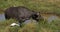 African Buffalo, syncerus caffer, adult eating grass at Waterhole, Cattle Egret, bubulcus ibis, Nairobi Park in Kenya, Real Time