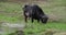 African Buffalo, syncerus caffer, Adult eating in Swamp, Masai Mara Park in Kenya,