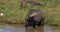 African Buffalo, syncerus caffer, Adult entering water, Nairobi Park in Kenya, Real Time
