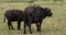 African Buffalo, syncerus caffer, Adult with Yellow Billed Oxpecker, buphagus africanus, Masai Mara Park in Kenya,