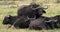 African Buffalo, syncerus caffer, Adult with Yellow Billed Oxpecker, buphagus africanus, Masai Mara Park in Kenya,