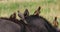 African Buffalo, syncerus caffer, Adult with Yellow Billed Oxpecker, buphagus africanus, Masai Mara Park in Kenya,