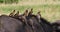 African Buffalo, syncerus caffer, Adult with Yellow Billed Oxpecker, buphagus africanus, Masai Mara Park in Kenya,