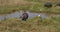 African Buffalo, syncerus caffer, Adults at Waterhole, Grey Heron and Cattle Egret, Nairobi Park in Kenya, Real Time