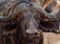 African Buffalo - Syncerus caffer or Cape buffalo is a large Sub-Saharan African bovine. Portrait in the bush in Zimbabwe