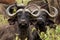 African Buffalo - Syncerus caffer or Cape buffalo is a large Sub-Saharan African bovine. Portrait in the savannah in Masai Mara