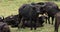 African Buffalo, syncerus caffer, Group resting, Masai Mara Park in Kenya,